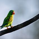 Vogelwelt Costa Rica