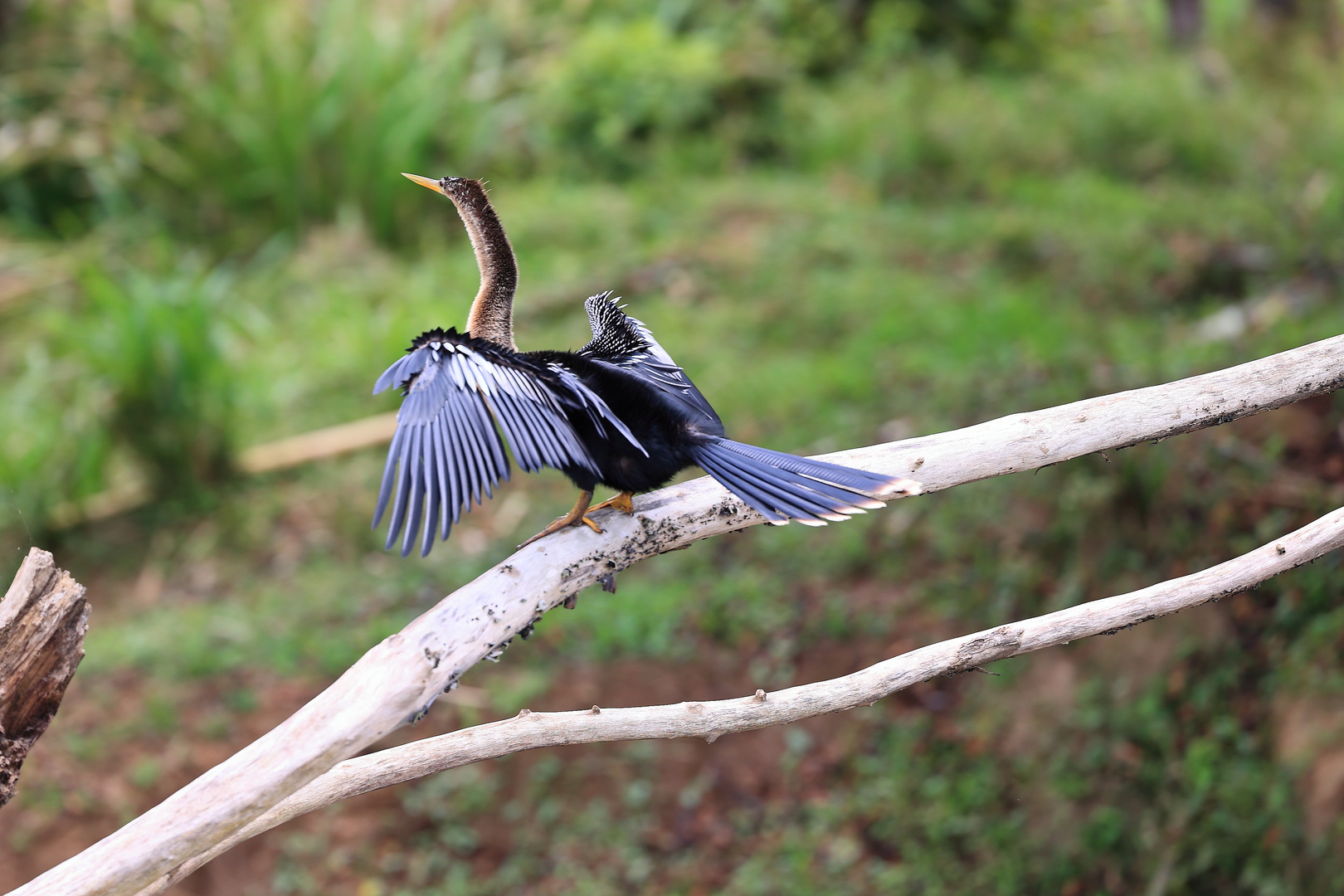 Vogelwelt - Costa Rica