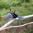 Vogelwelt - Costa Rica