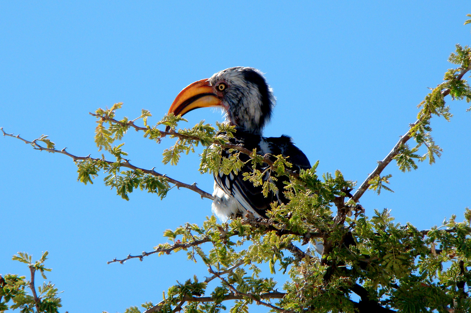 Vogelwelt-Etosha-Toko-Vogel