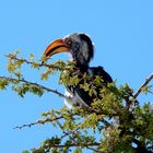 Vogelwelt-Etosha-Toko-Vogel