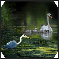 Vogelwelt im Wasserpark