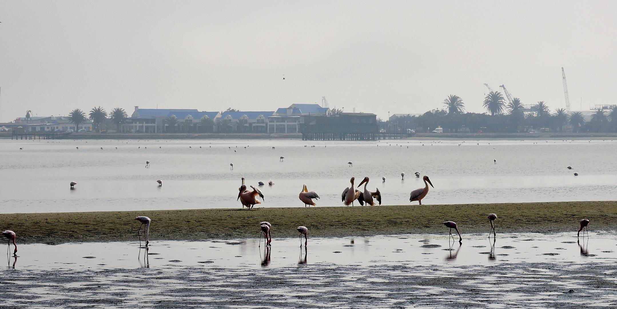 Vogelwelt in der Lagune