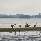 Vogelwelt in der Lagune