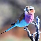 Vogelwelt in Namibia,Etoshapfanne 