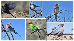 Vogelwelt Namibias