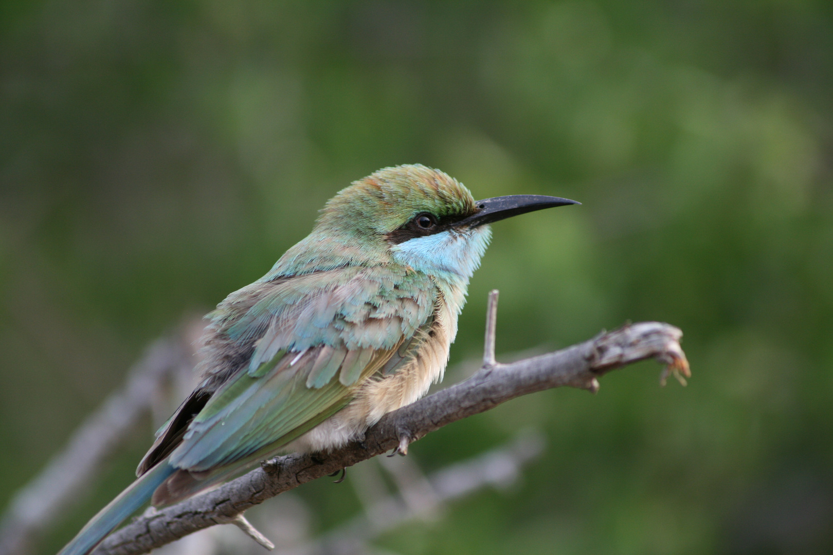 Vogelwelt Sri Lanka