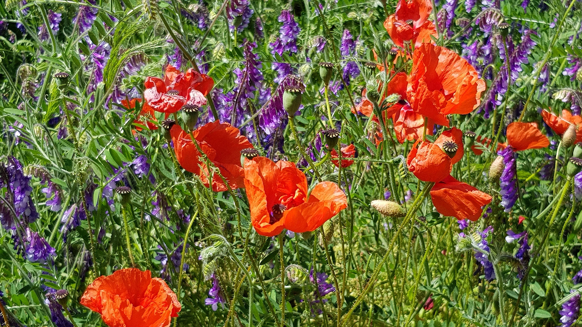 Vogelwicke und Klatschmohn.....