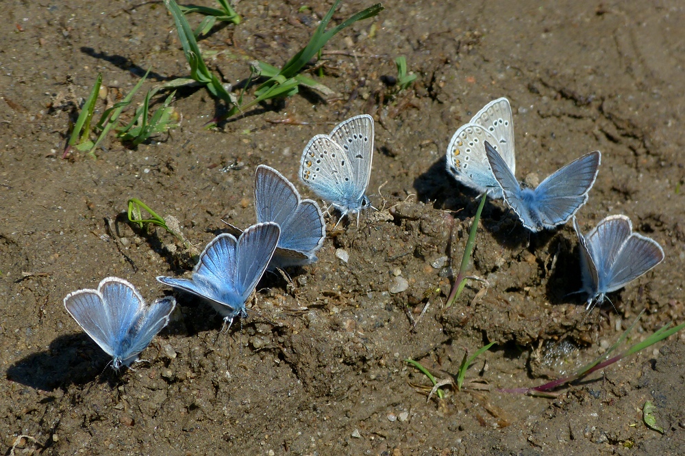 Vogelwicken-Bläuling