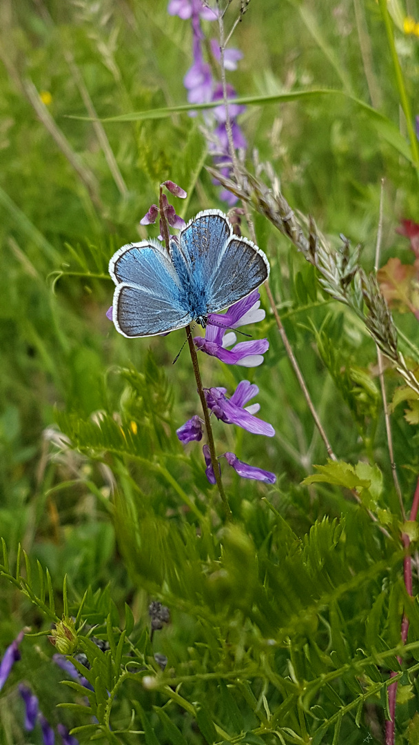 Vogelwicken-Bläuling