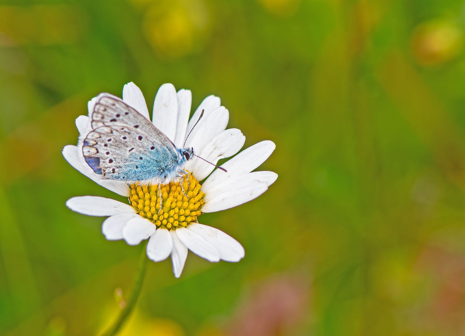 Vogelwicken-Bläuling  (Polyommatus amandus)