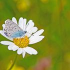 Vogelwicken-Bläuling  (Polyommatus amandus)