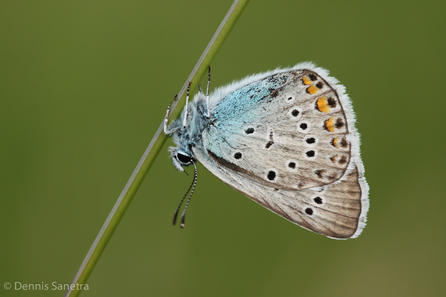 Vogelwicken-Bläuling (Polyommatus amandus)