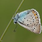 Vogelwicken-Bläuling (Polyommatus amandus)