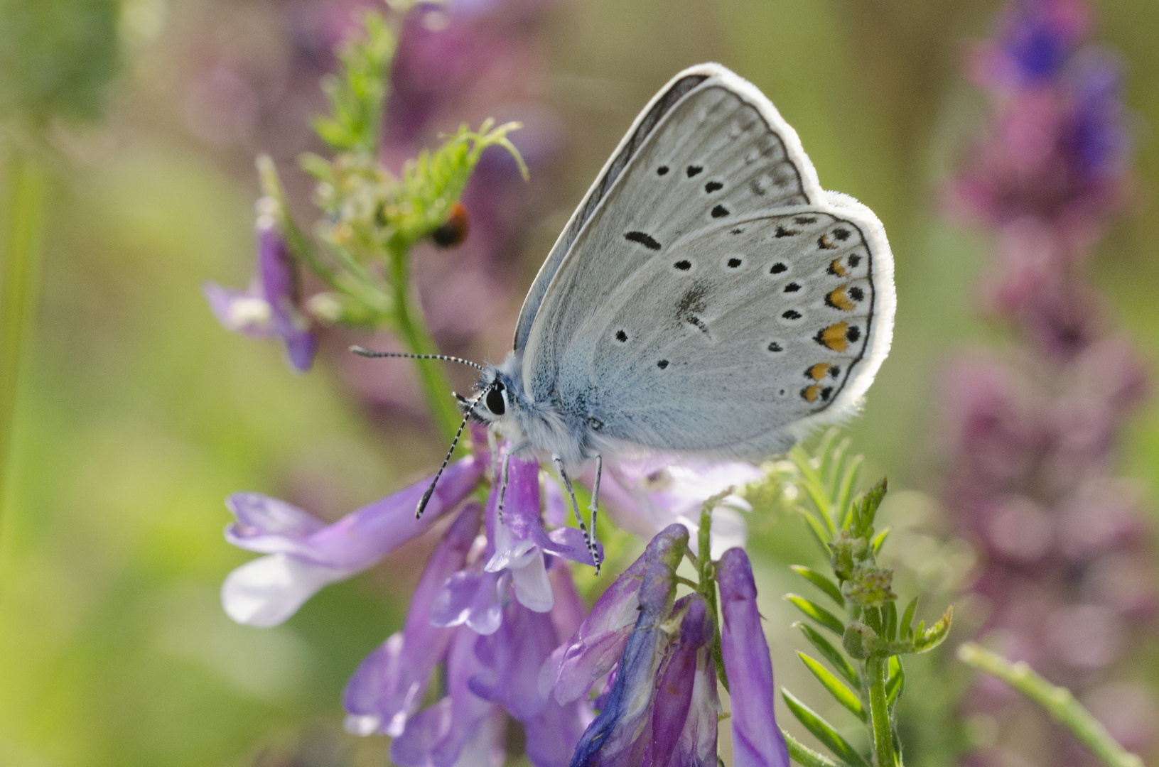 Vogelwicken-Bläuling (Polyommatus amandus)