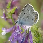 Vogelwicken-Bläuling (Polyommatus amandus)