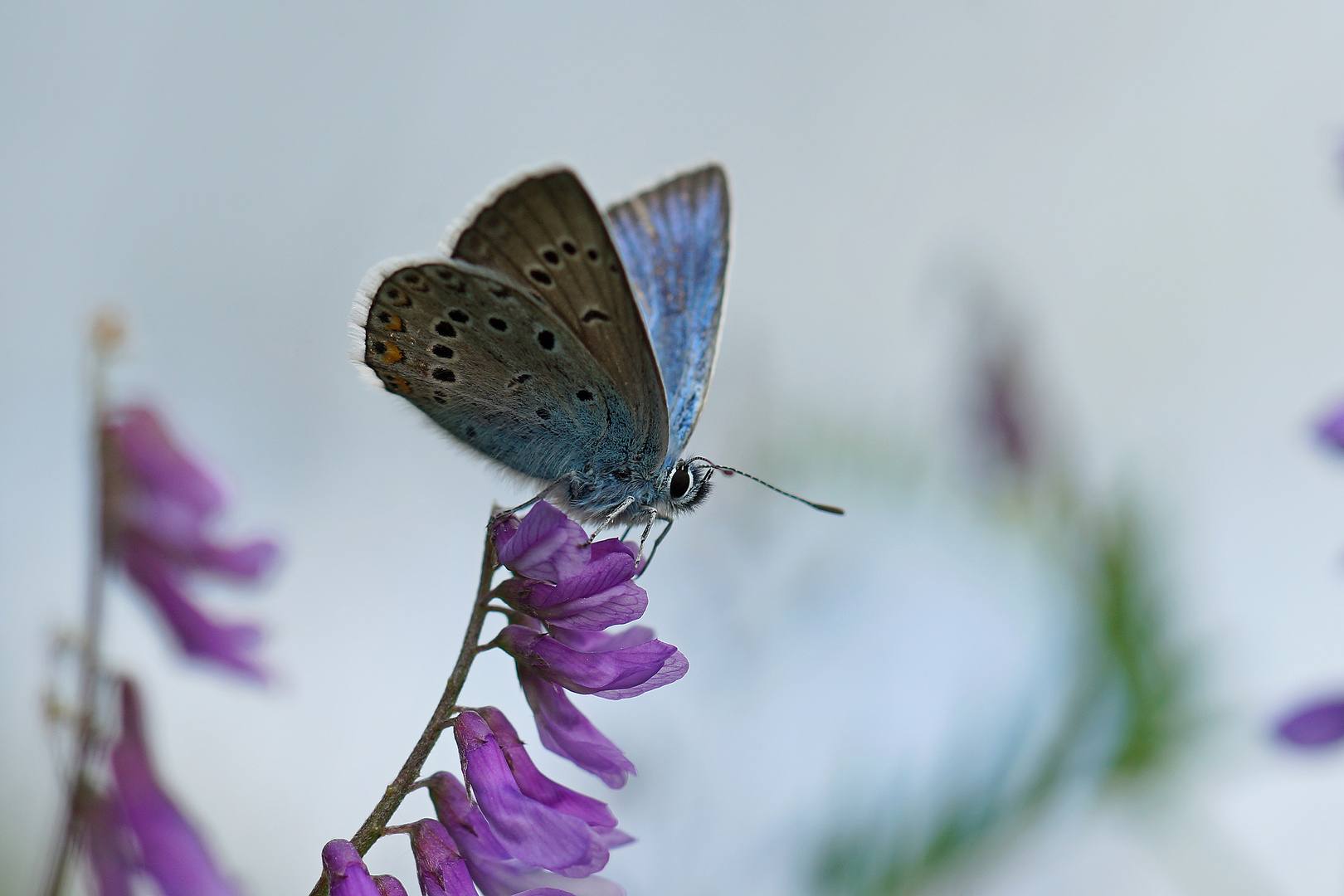 Vogelwicken-Bläuling (Polyommatus amandus)