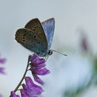 Vogelwicken-Bläuling (Polyommatus amandus)