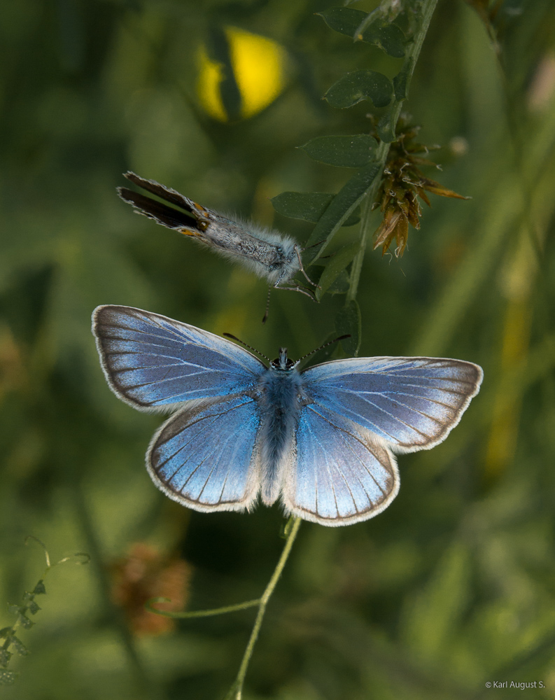 Vogelwicken-Bläuling (Polyommatus amandus)