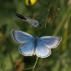 Vogelwicken-Bläuling (Polyommatus amandus)