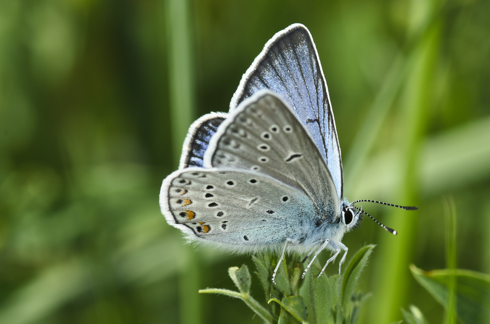 Vogelwicken-Bläuling (Polyommatus amandus)