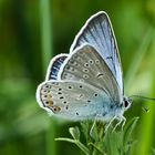 Vogelwicken-Bläuling (Polyommatus amandus)