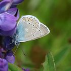 Vogelwicken-Bläuling - Polyommatus amandus