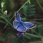 Vogelwicken-Bläuling - Polyommatus amandus