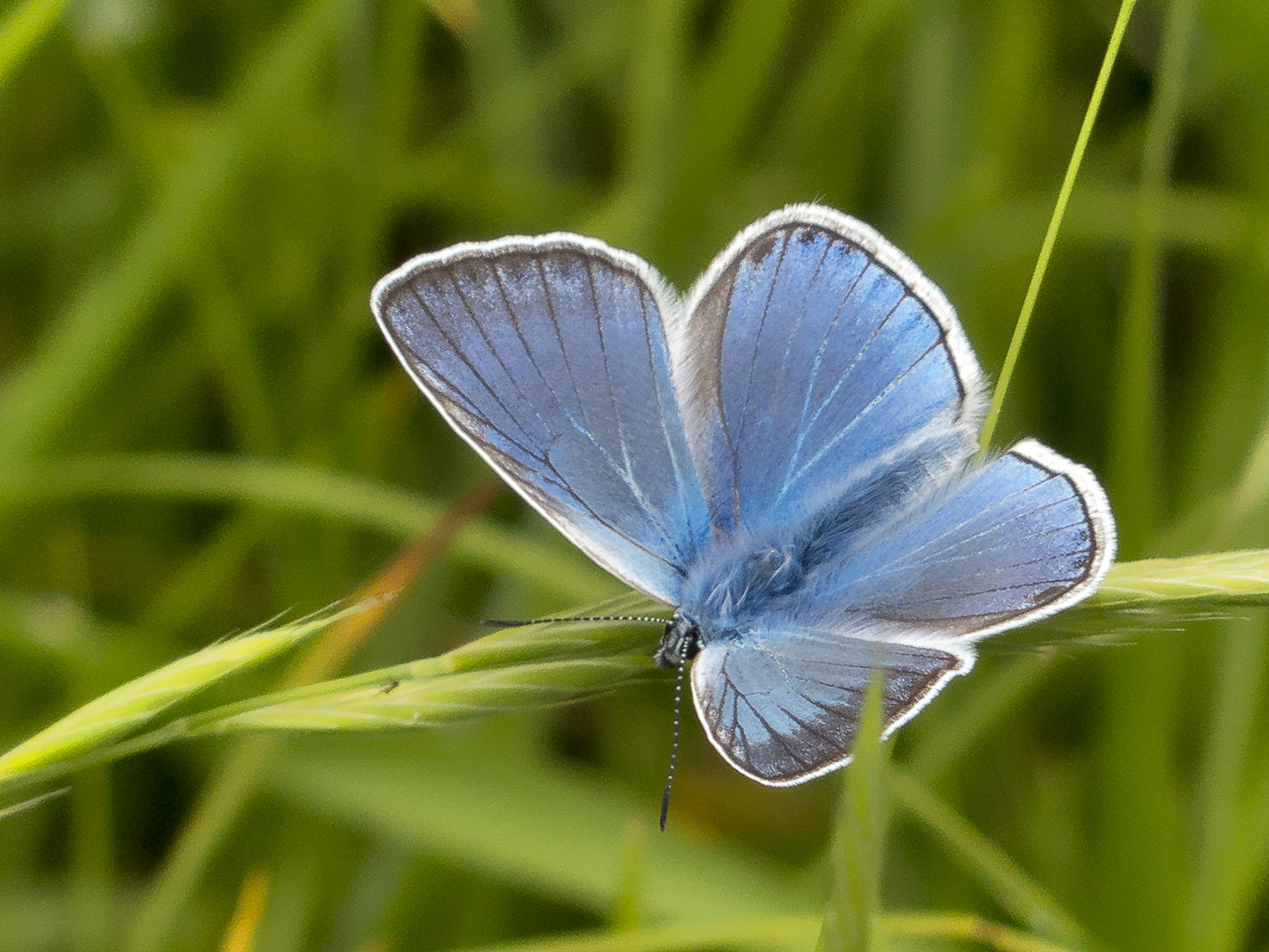 Vogelwicken-Bläuling (Polyommatus amandus)