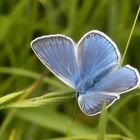 Vogelwicken-Bläuling (Polyommatus amandus)