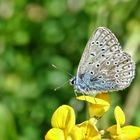 Vogelwickenbläuling hätte es sein sollen!