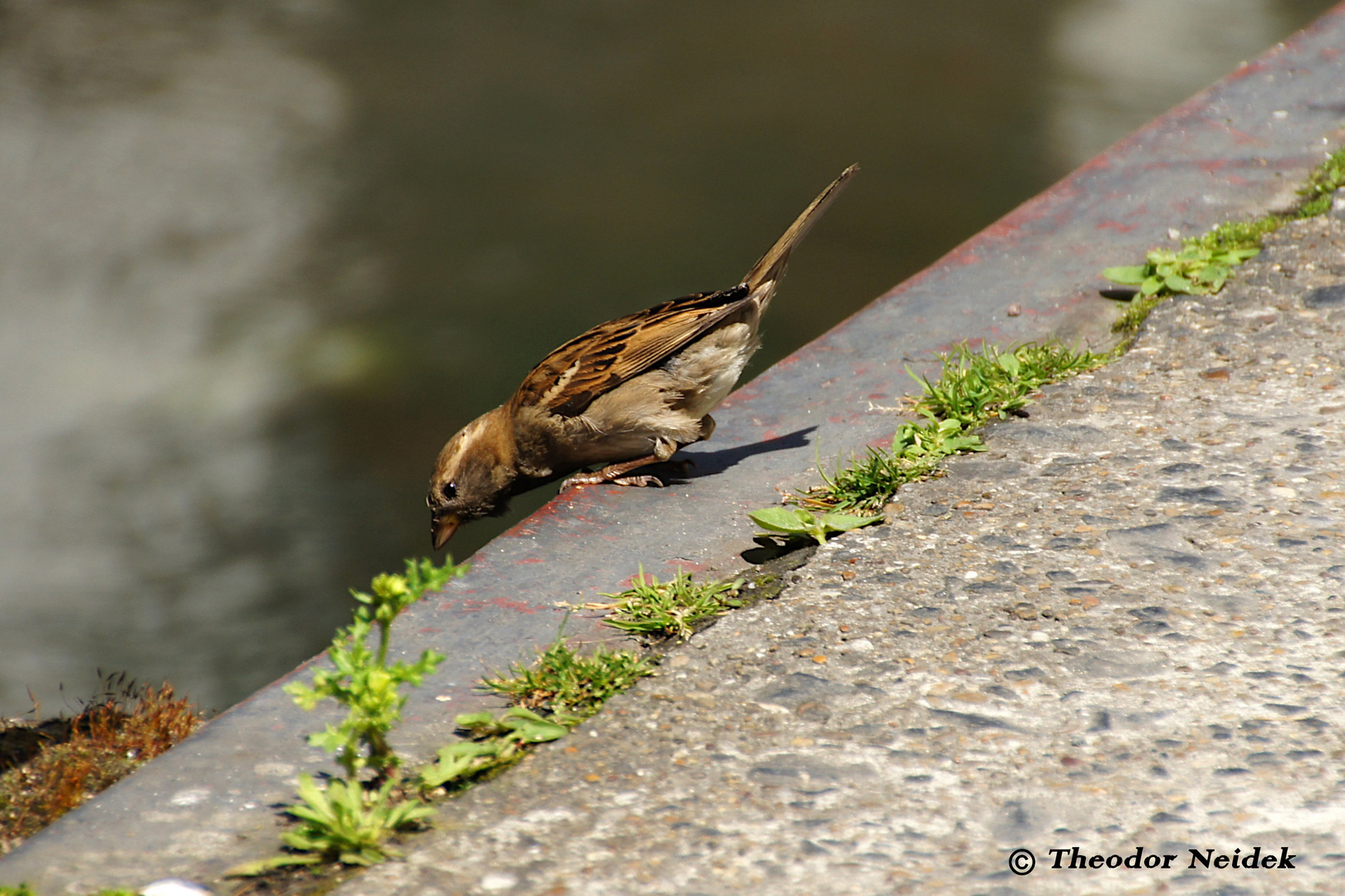 Vogelwilde Neugier