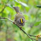 Vogel_Wintergoldhähnchen