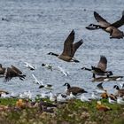 Vogelwirrwarr in den Rieselfeldern