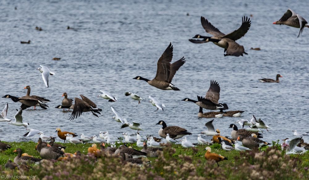 Vogelwirrwarr in den Rieselfeldern