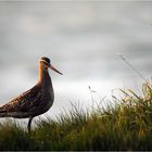 Vogelwoichnichtweißwasfüreiner