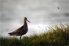 Vogelwoichnichtweißwasfüreiner