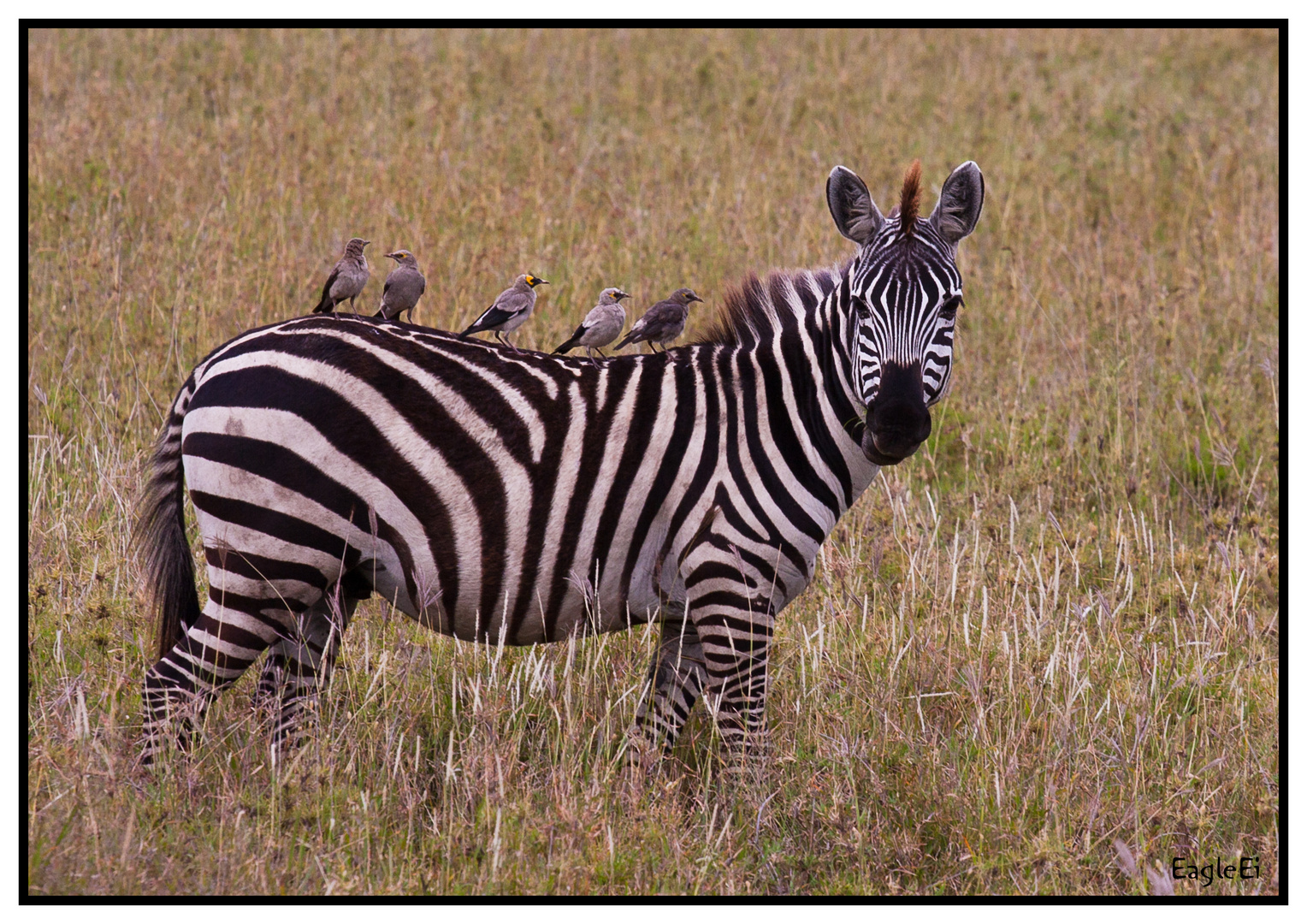 Vogelzebra