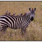 Vogelzebra