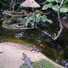 Vogelzoo nahe der Grenzstadt FOZ DO IGUAZU.