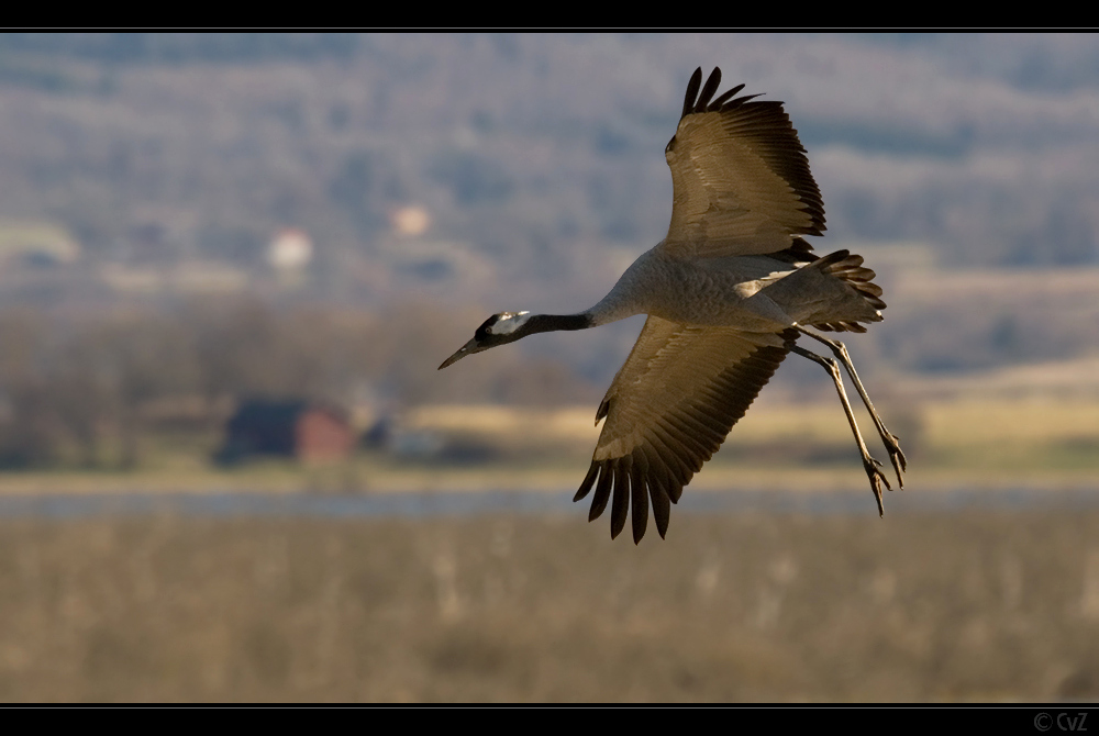 Vogelzug