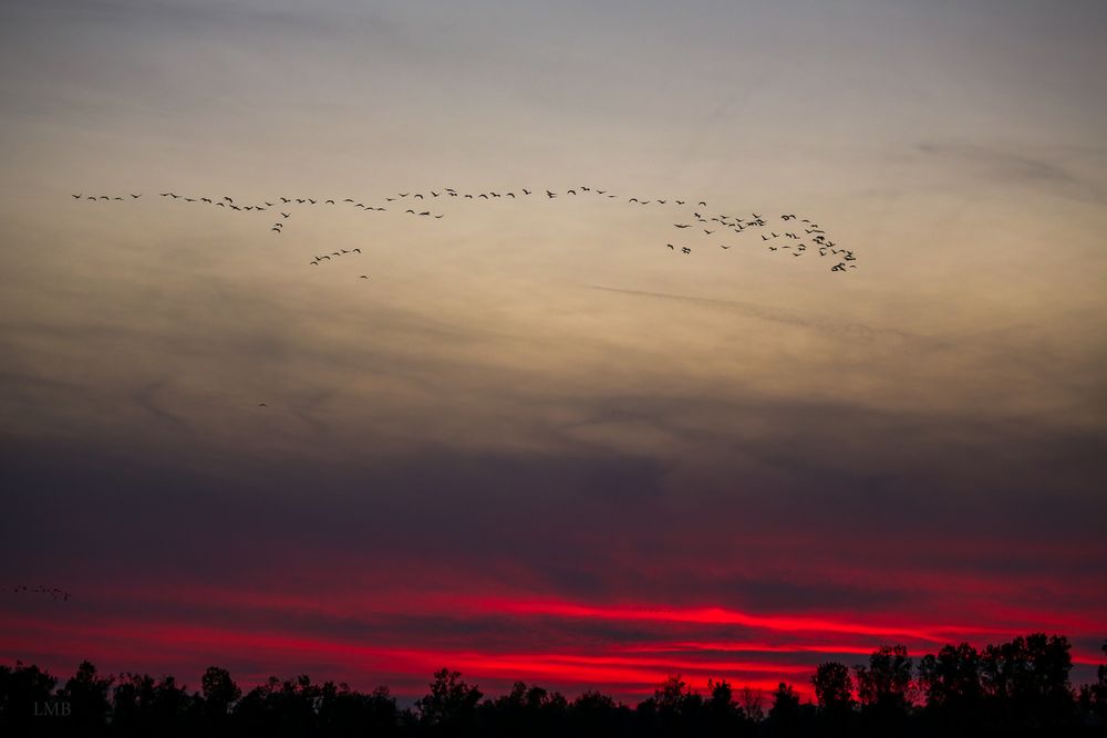 Vogelzug