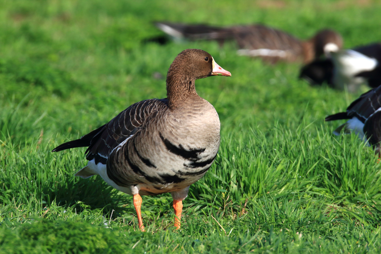 Vogelzug am Niederrhein / Blässgans