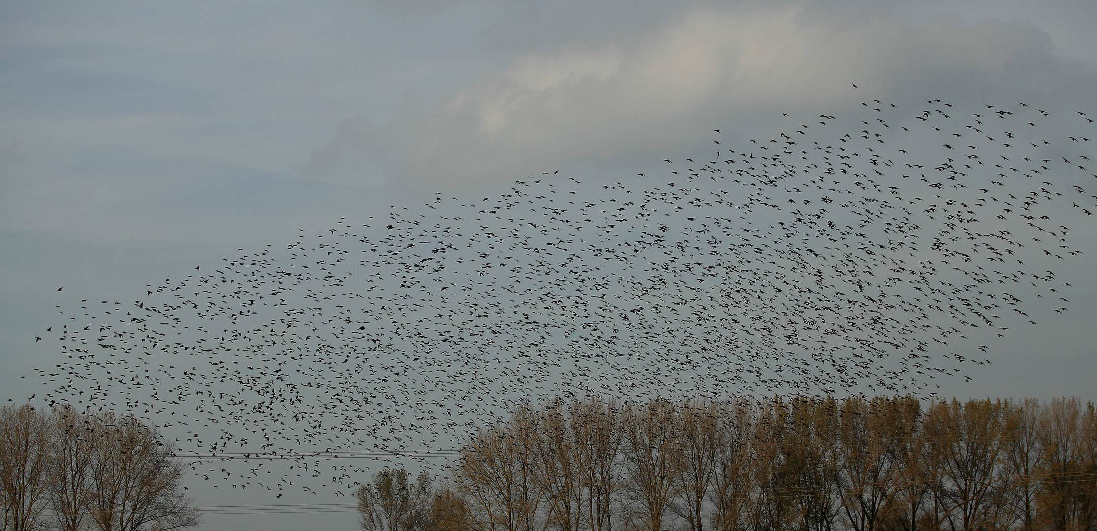 Vogelzug am Niederrhein (Stare)