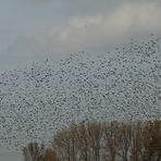 Vogelzug am Niederrhein (Stare)