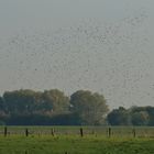 Vogelzug am Niederrhein / Stare