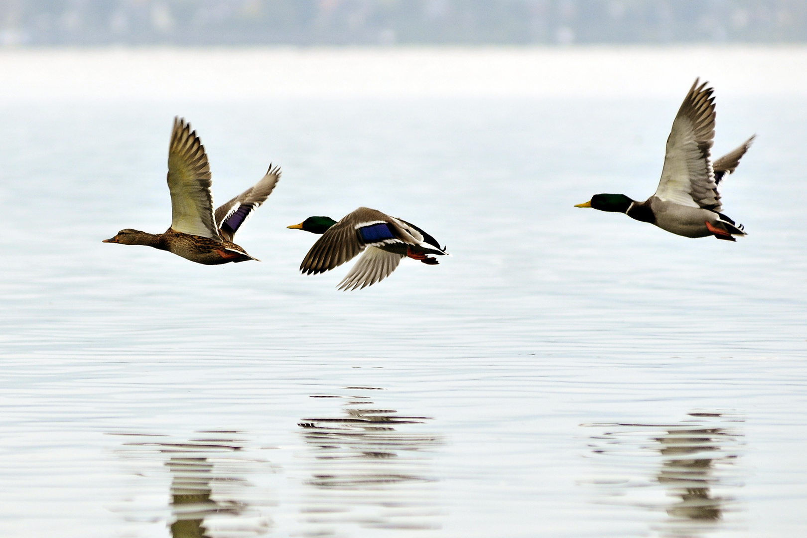 Vogelzug auf der Mettnau