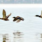 Vogelzug auf der Mettnau