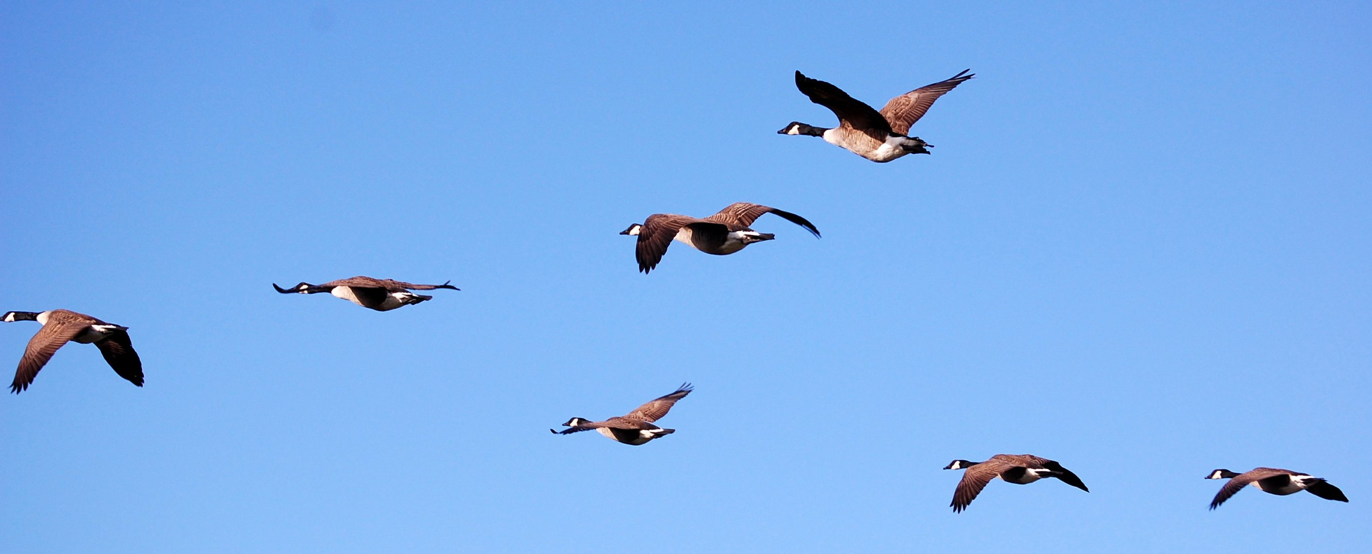 Vogelzug auf Hiddensee