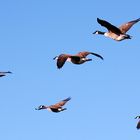 Vogelzug auf Hiddensee